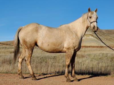 Lily Dancer Drift JW<BR>AQHA 5670541